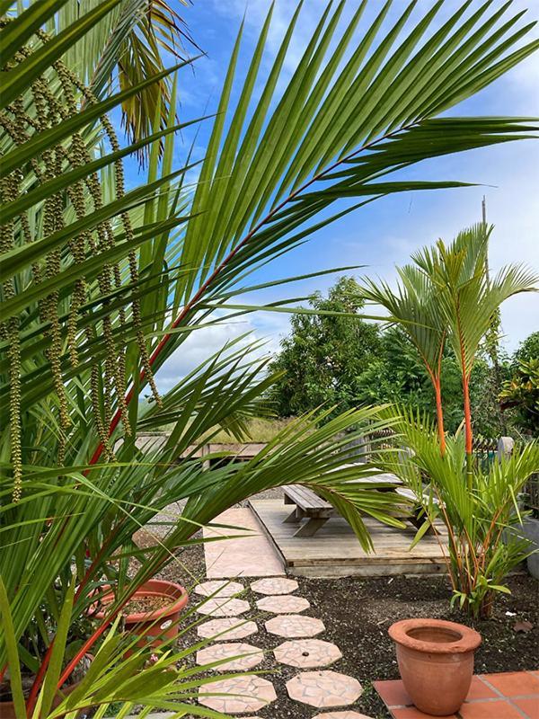 Villa La Roserie Ducos المظهر الخارجي الصورة